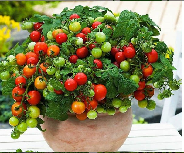 گوجه های خاص ( بذر گوجه های نایاب اورجینال )