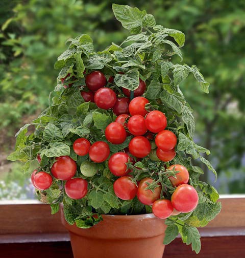 گوجه گیلاسی را چگونه در خانه پرورش دهیم؟