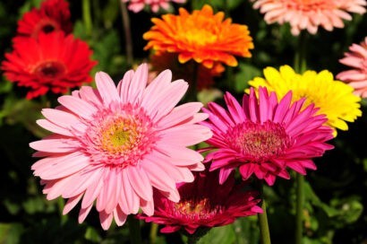 معرفی گلهای زینتی