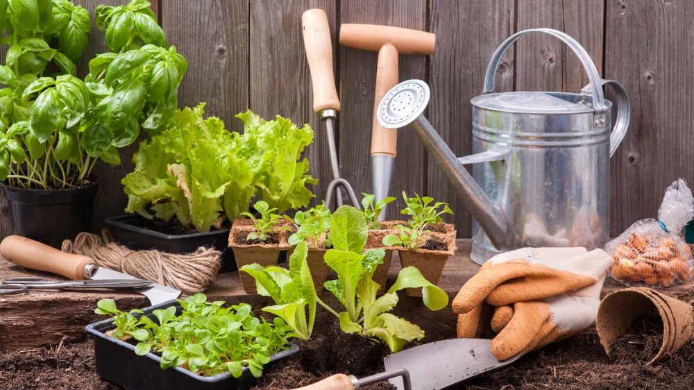فواید پرورش سبزیجات در منزل