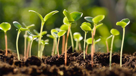 راهنمای خرید بذر گل