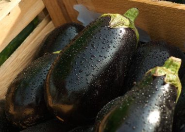 ویژگی بذر بادمجان
