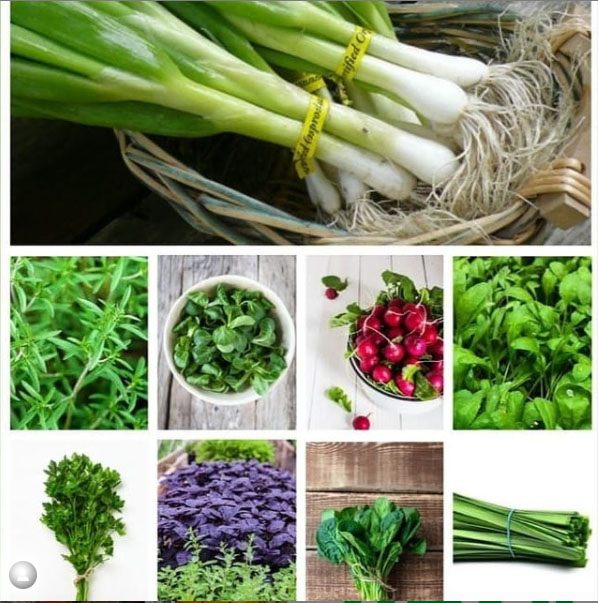 پکیج بذر سبزیجات
