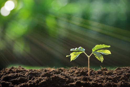 خاک کاشت ( بهترین نوع خاک برای کاشت بذر )