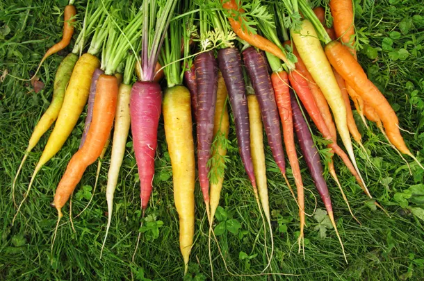 انواع هویج ( راهنمایی در خرید بذر و هویج )