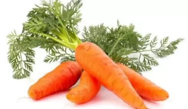 کاشت هویج