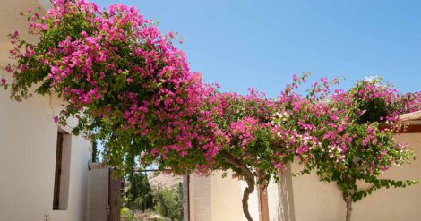 نحوه کاشت پیچک گل کاغذی