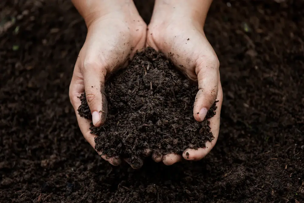 خاک مناسب برای کاشت بذر سبزیجات