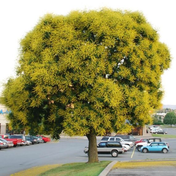 درخت باران طلایی