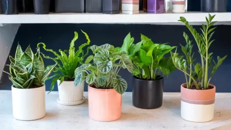 گل‌های آپارتمانی سایه دوست