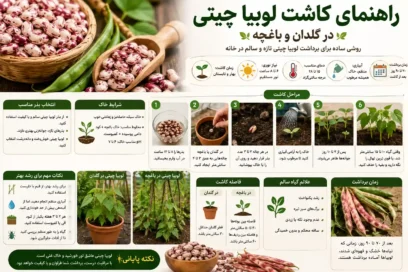 کاشت لوبیا چیتی