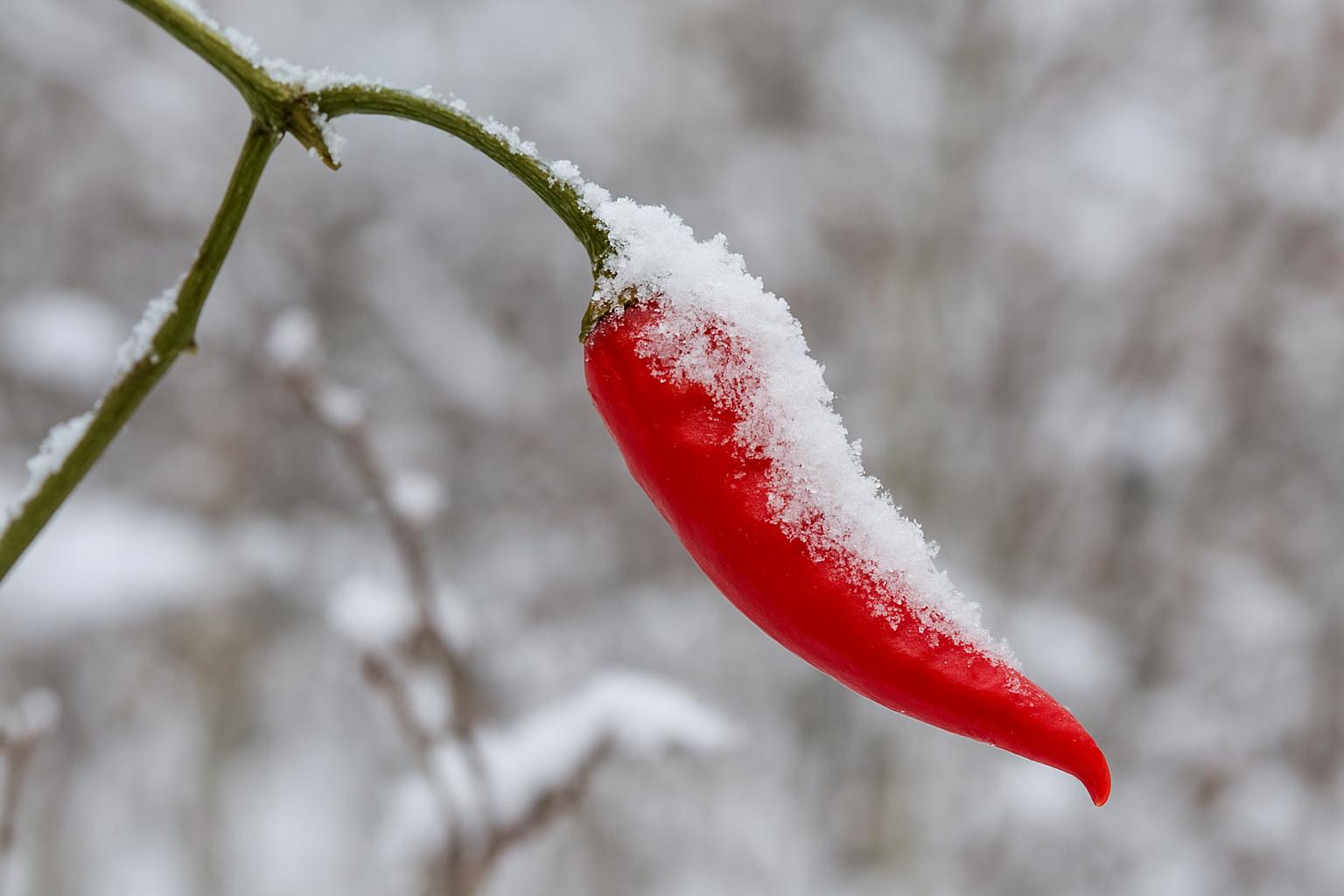 کاشت فلفل در زمستان