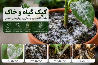 کپک گیاه و خاک