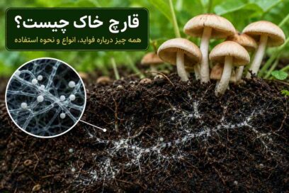 قارچ خاک چیست