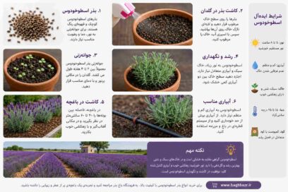 نحوه کاشت بذر اسطوخودوس