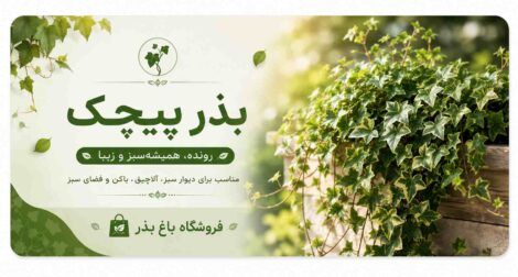 خرید بذر پیچک