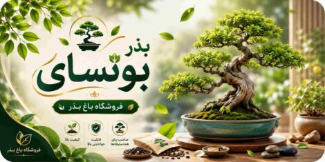 خرید بذر بونسای