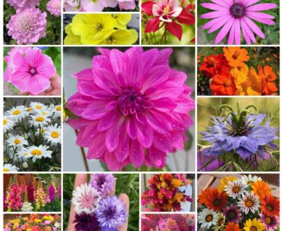 پکیج بذر گل باغچه ای