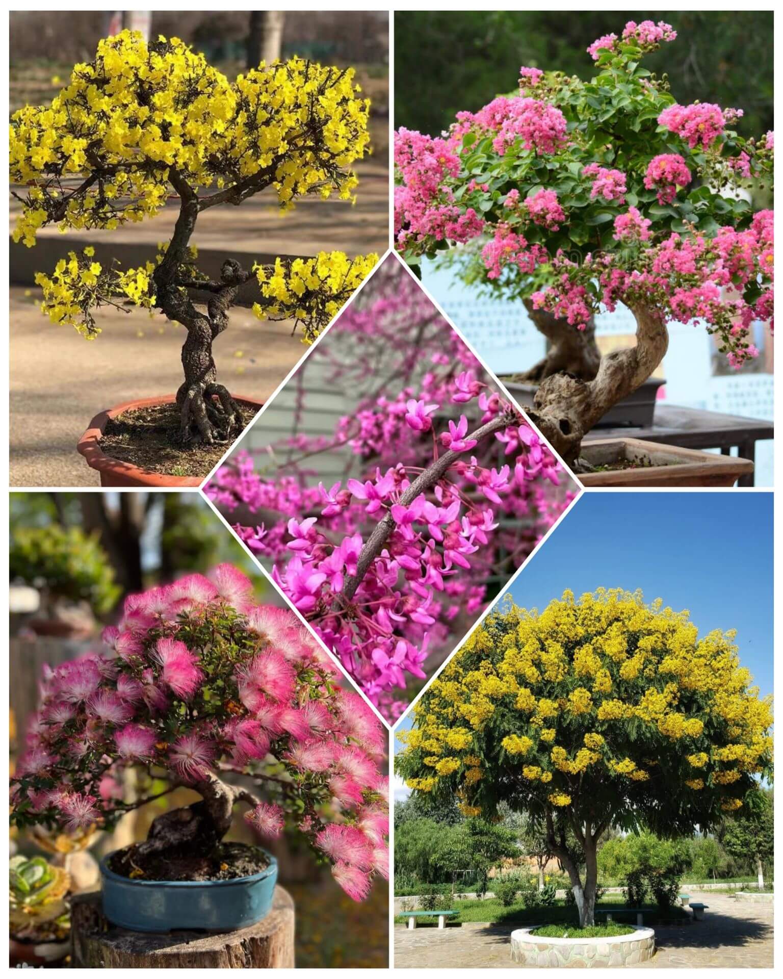 GridArt_۲۰۲۶۰۷۲۸_۰۸۲۸۲۰۰۰۵ (1) پکیج بونسای شماره 5