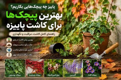 کاشت پیچک در پاییز