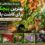 کاشت پیچک در پاییز
