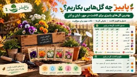 پاییز چه گل‌هایی بکاریم
