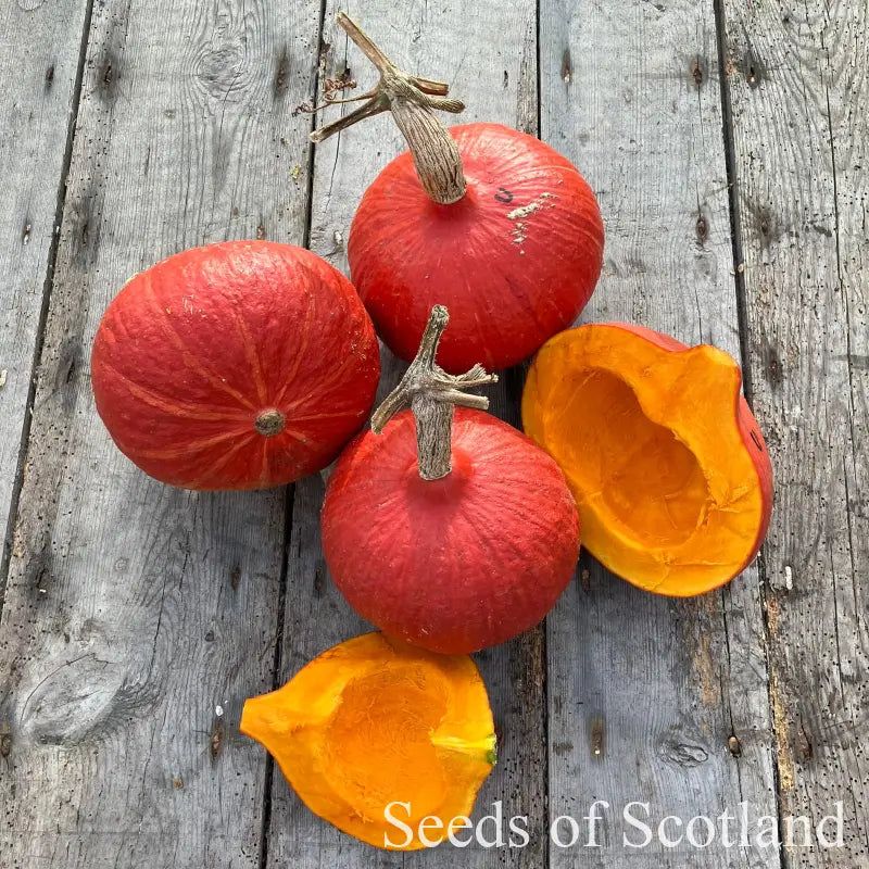 squash-red-uckiki-kuri-seeds-877 بذر کدو رد کوری